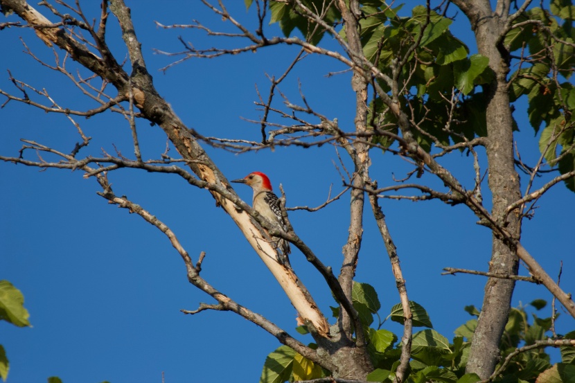 漂亮的红腹啄木鸟图片
