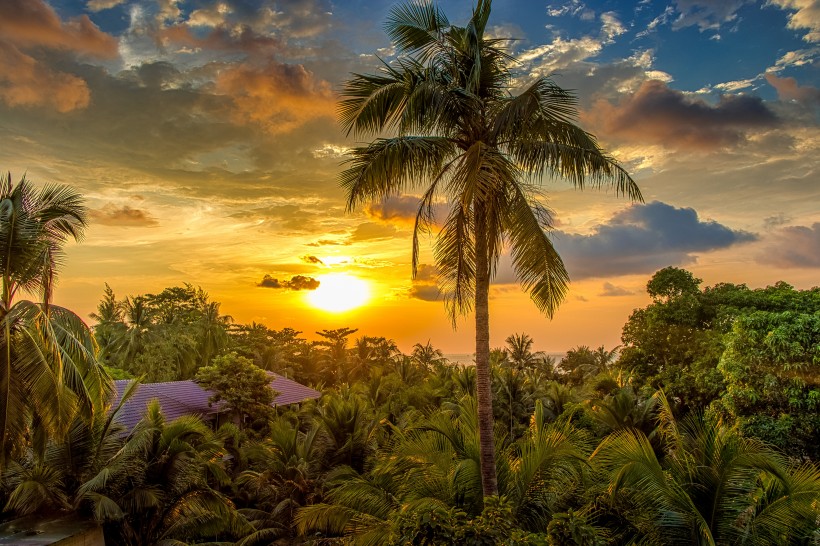 热带的椰树图片