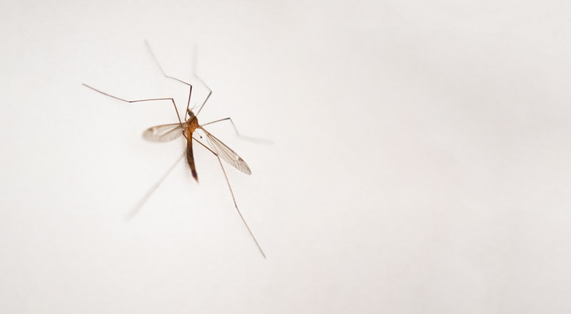 喜食鲜血的蚊子图片
