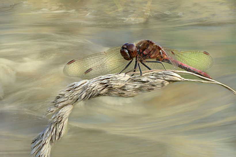 喜欢在河边飞行的蜻蜓图片