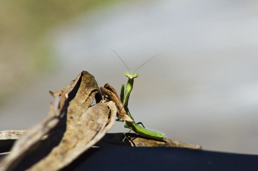 绿色凶狠的螳螂图片