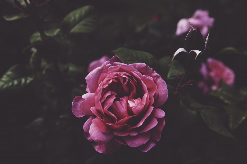 浪漫的紫色玫瑰花图片