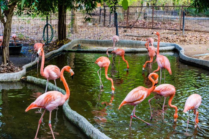 泰国动物园图片