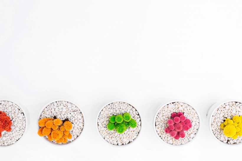 色彩鲜艳的仙人掌盆栽图片