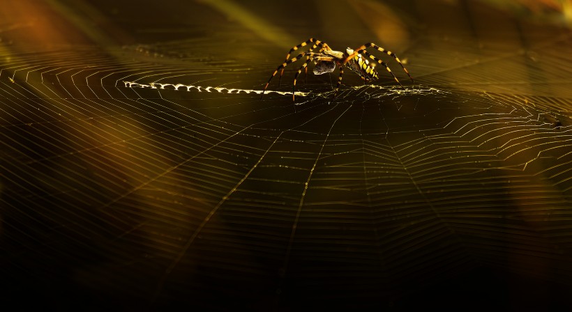 趴在蜘蛛网上的蜘蛛图片