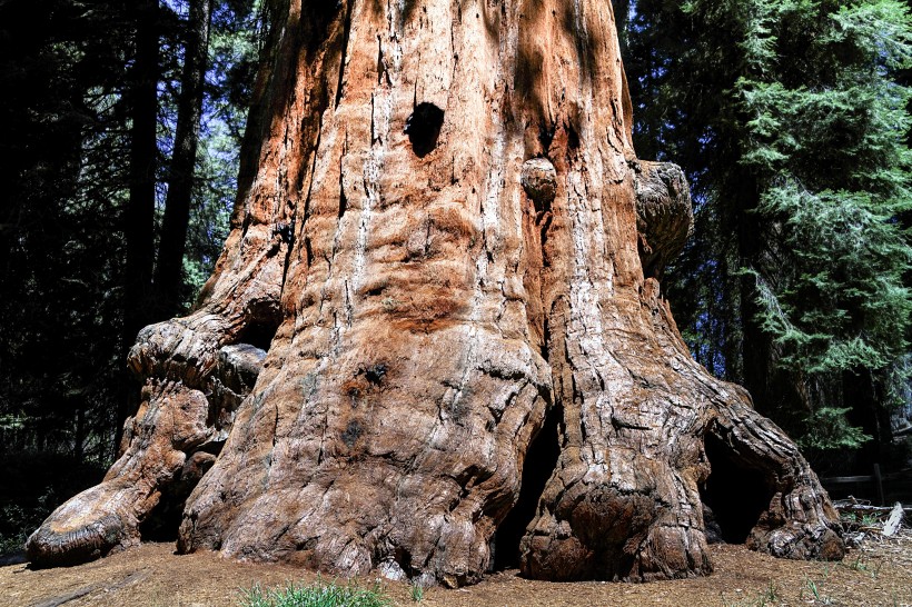 高大粗壮的红杉树图片