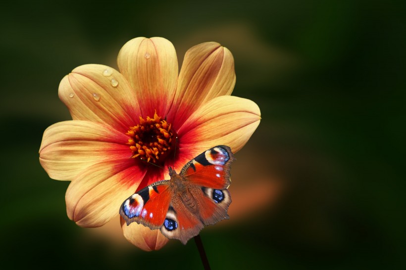 漂亮优雅的孔雀蝴蝶图片