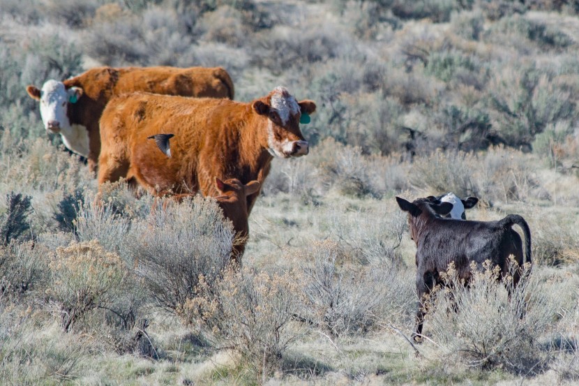 温顺的牛和牛犊图片