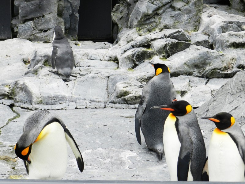 水族馆里可爱的企鹅图片