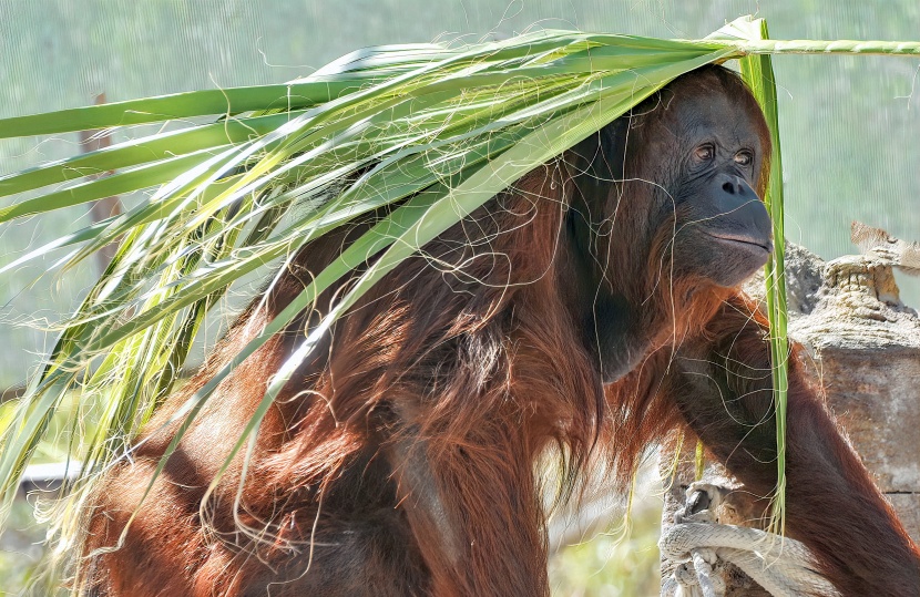 身材魁梧的苏门答腊猩猩图片