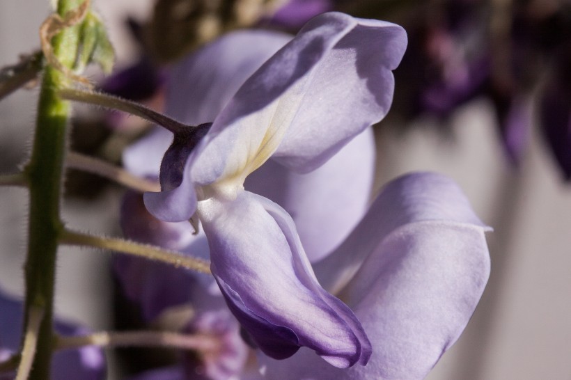 唯美神秘的紫藤萝图片