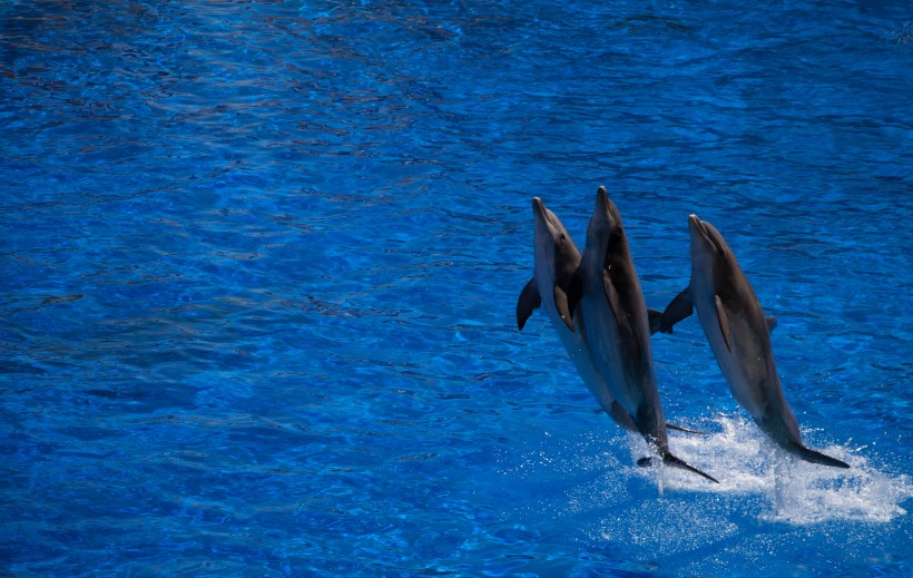 水族馆里的海豚图片