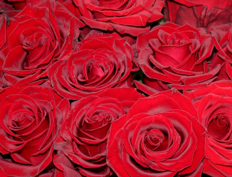 娇艳妖娆的红玫瑰图片