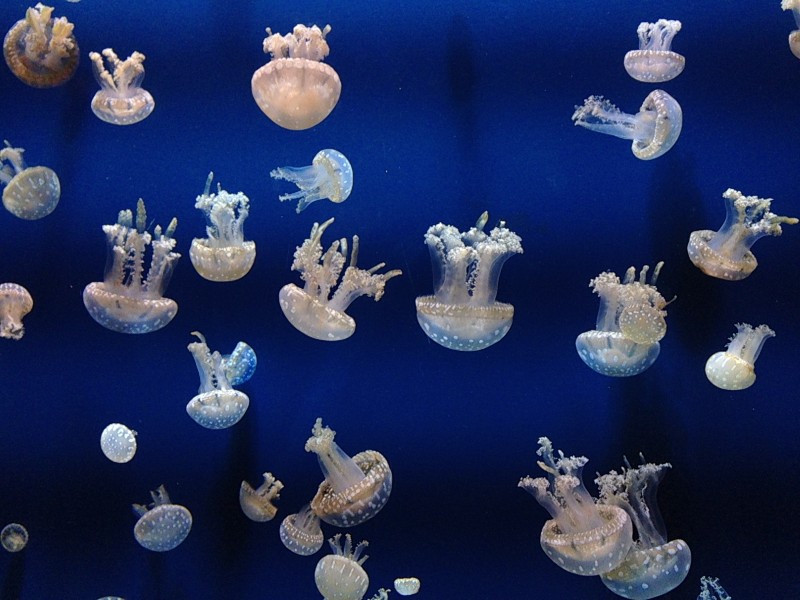 形态各异的水母图片