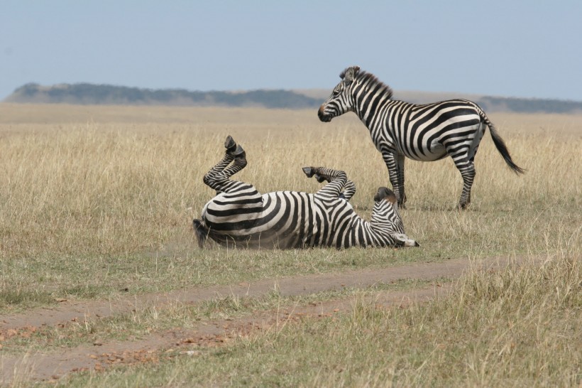 南非草原上群居的斑马图片