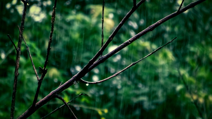 雨中的植物图片