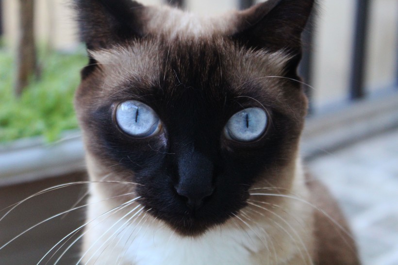 优雅的暹罗猫头部图片