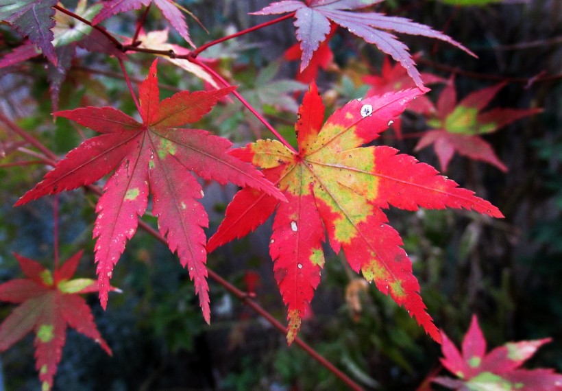 秋天唯美的红色枫叶图片
