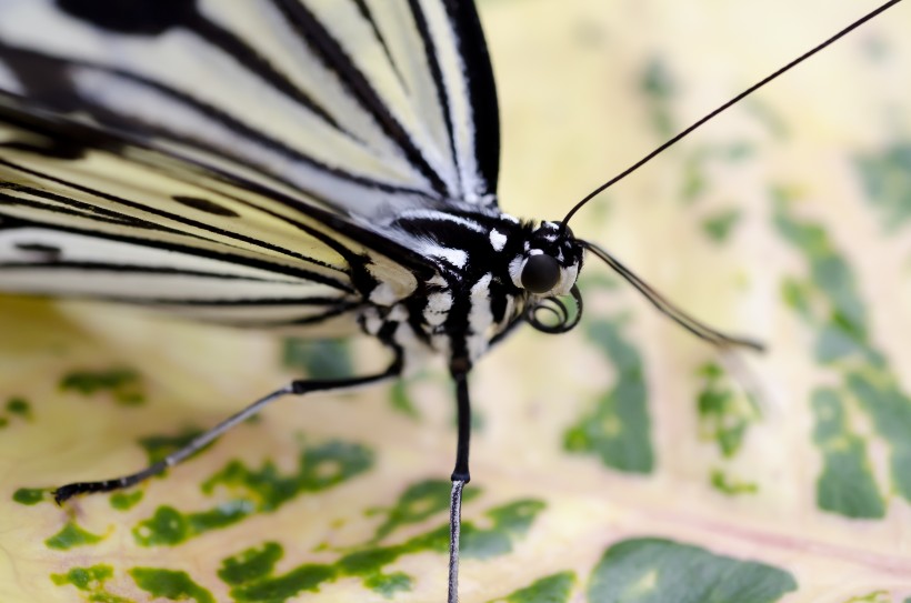 翅膀上有黑色斑点的蝴蝶图片