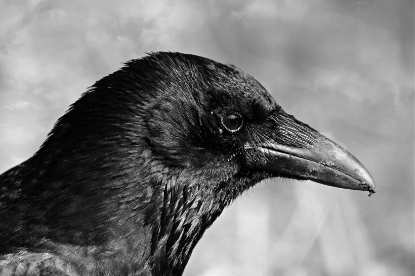 黑色羽毛的乌鸦图片