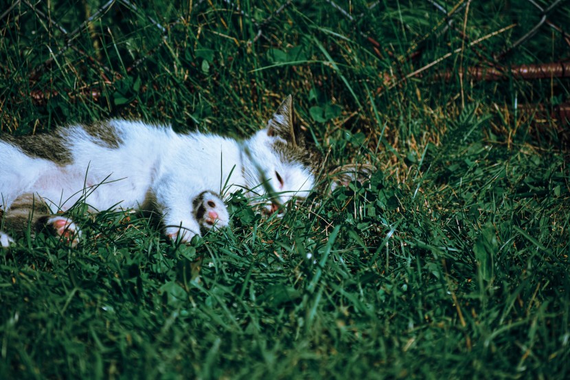 室外睡着的猫咪图片