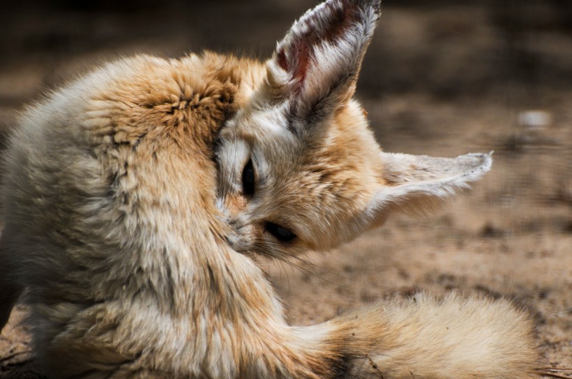 可爱的耳廓狐图片