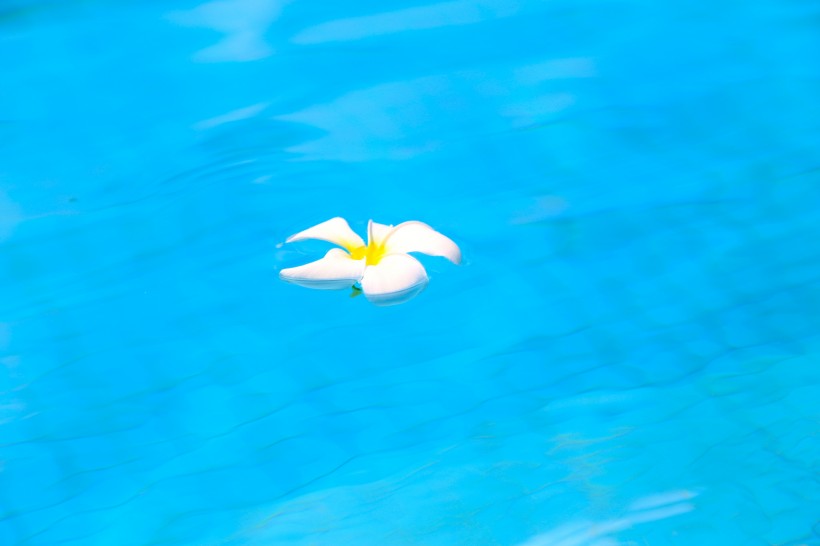 一朵鸡蛋花漂在水面上图片