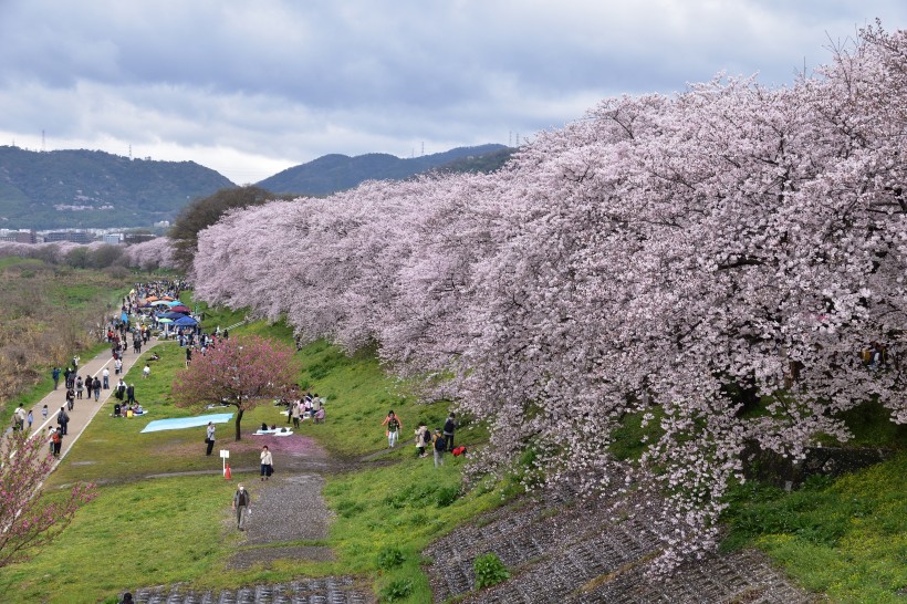日本街道上随处可见的樱花图片