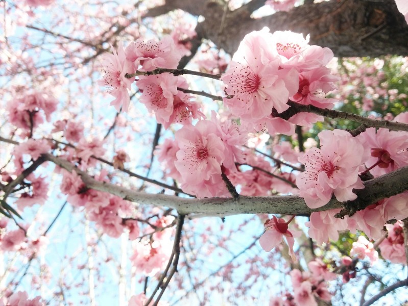 枝头盛开的桃花图片