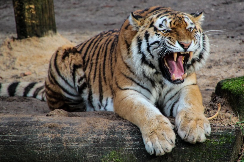 慵懒霸气的老虎图片