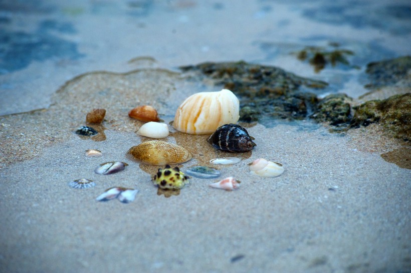 可爱的贝壳和海螺图片