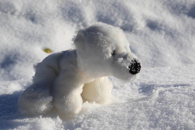 可爱呆萌的白色北极熊图片