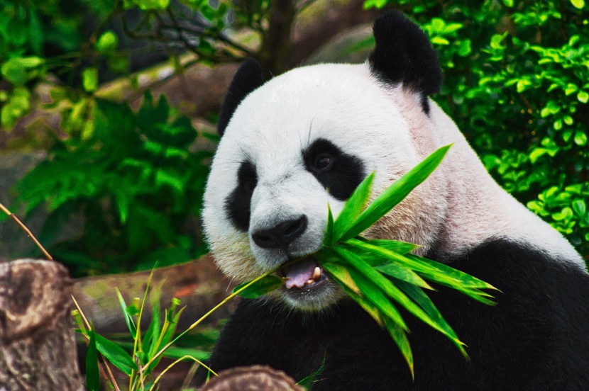 认真吃竹子的熊猫图片