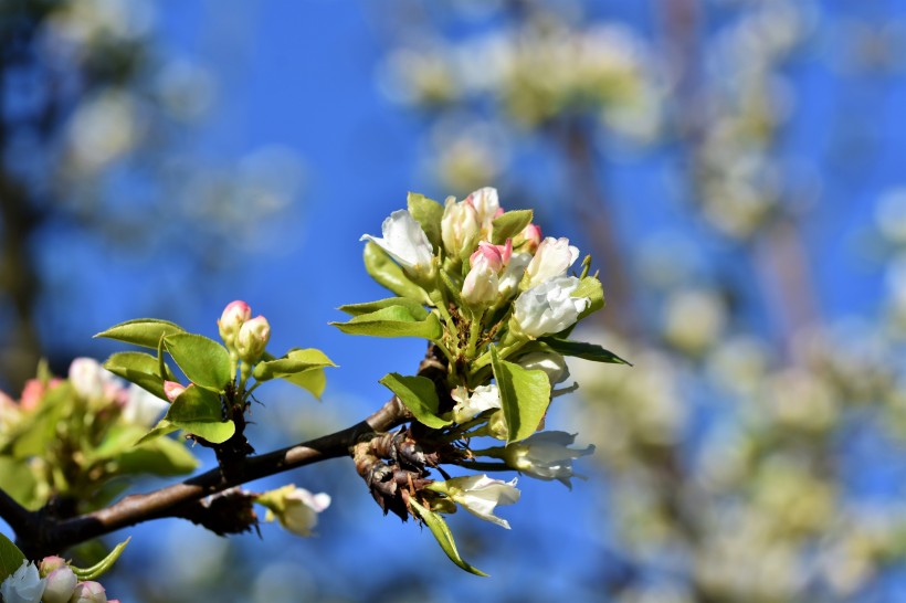 春天生机勃勃洁白的梨花图片