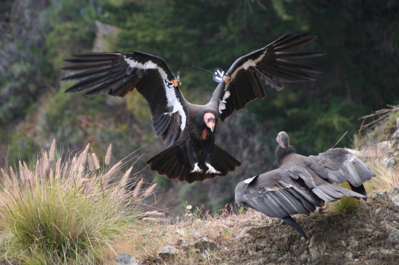 嗅觉灵敏的红头美洲鹫图片 