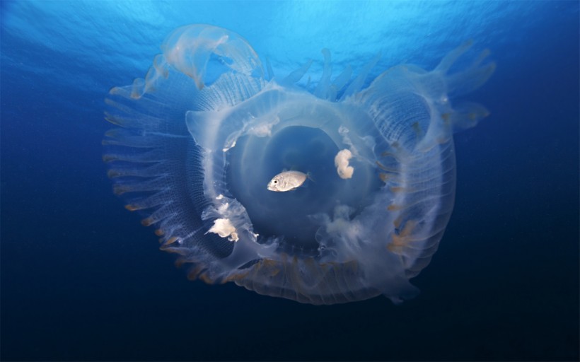 漂亮的水生动物水母图片
