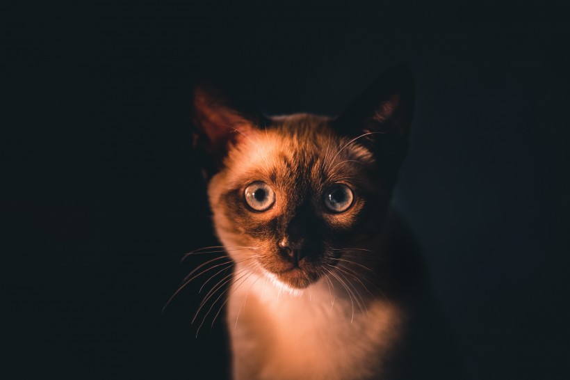 优雅的暹罗猫头部图片