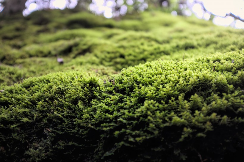 森林里的绿色苔藓图片