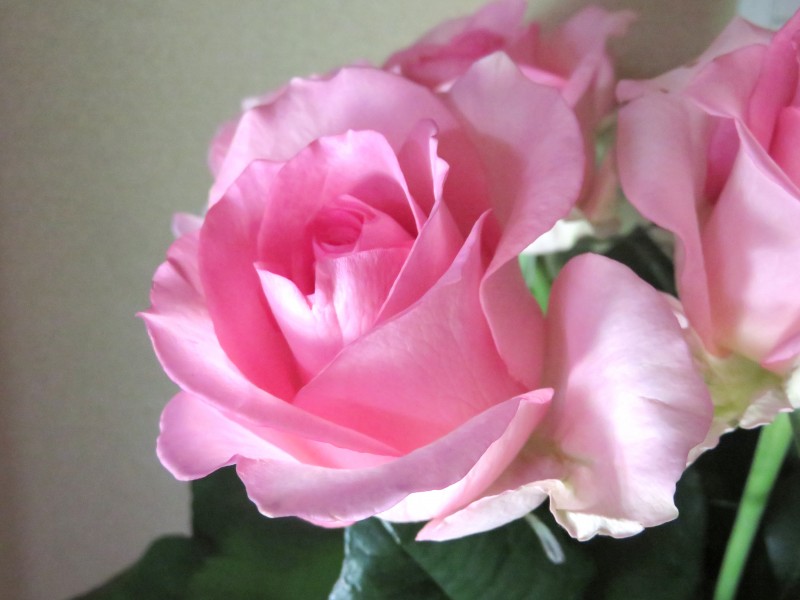 美丽的粉红玫瑰图片