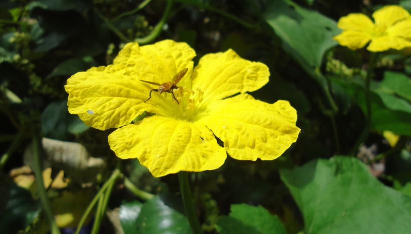 金黄色的南瓜花图片