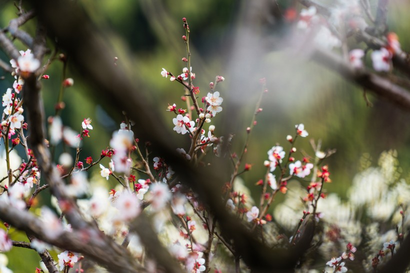 热闹开放的梅花图片