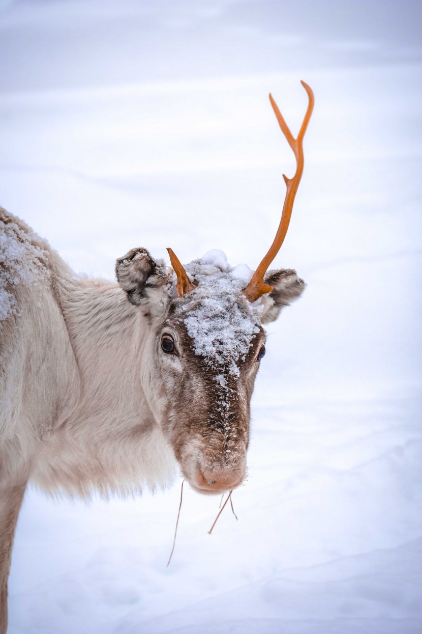 雪地里的鹿图片