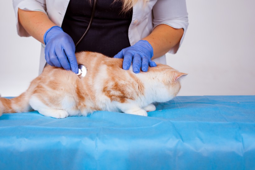 兽医治疗猫咪图片