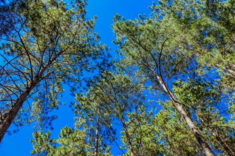 蓝天下挺拔的松树图片