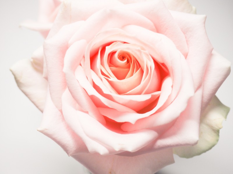 鲜嫩的粉色玫瑰花图片