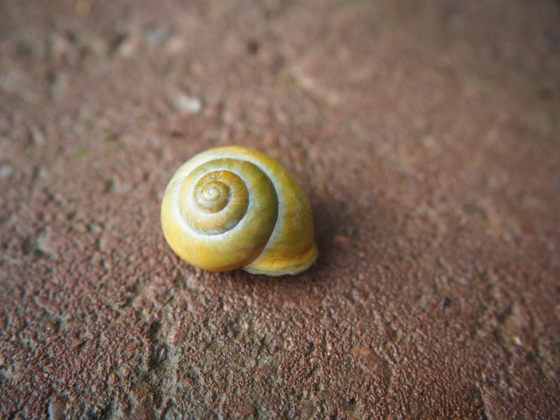 蜷缩在壳里的蜗牛图片