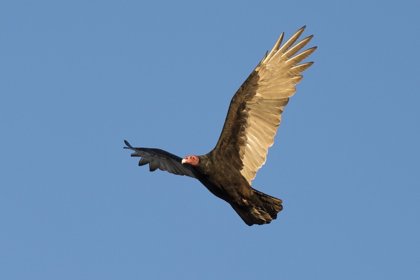 嗅觉灵敏的红头美洲鹫图片 