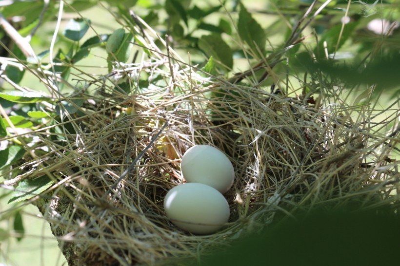 鸟巢中可爱的鸟蛋图片