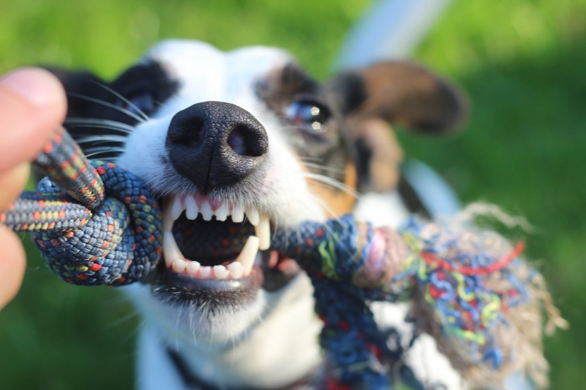 咬玩具的宠物狗图片