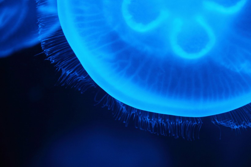 蓝色透明的水母图片